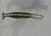 Athanas nitescens